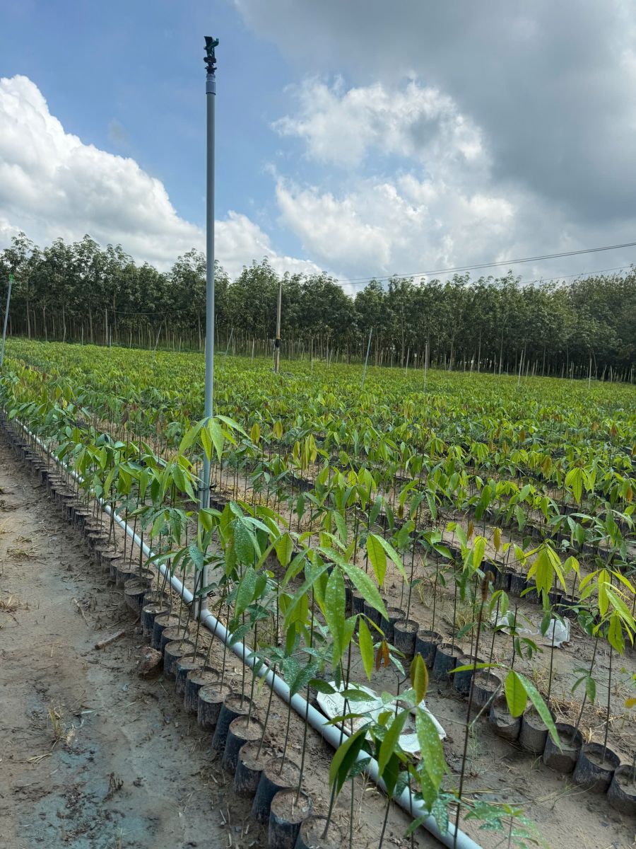 Chăm sóc định kỳ theo từng giai đoạn phát triển