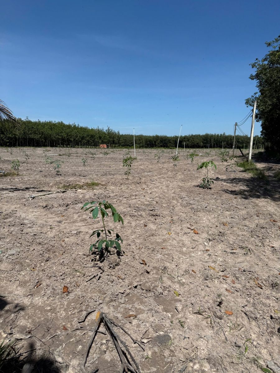 Khảo sát thực tế và tư vấn phương án trồng phù hợp