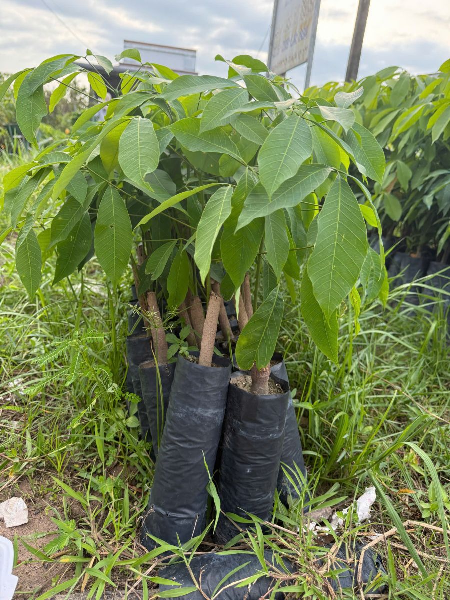 Phù hợp cho đầu tư trồng cao su lâu dài